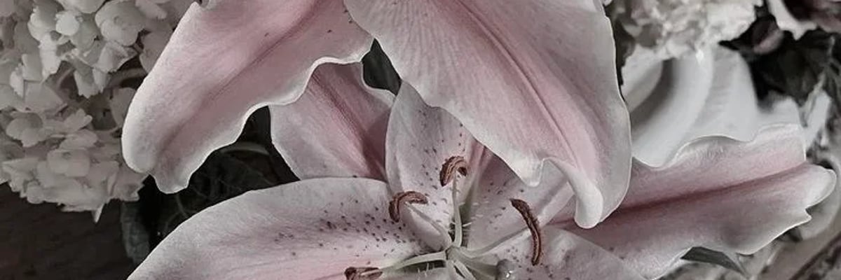 Ophelia Lilly Carway